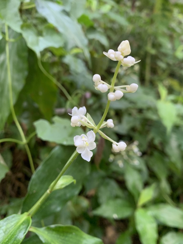 20251004高雄尾寮山-西北峰_2907839