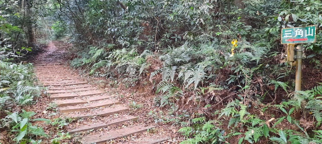 《苗栗》霧雨寒流｜三義三角山步道20251225_2969198