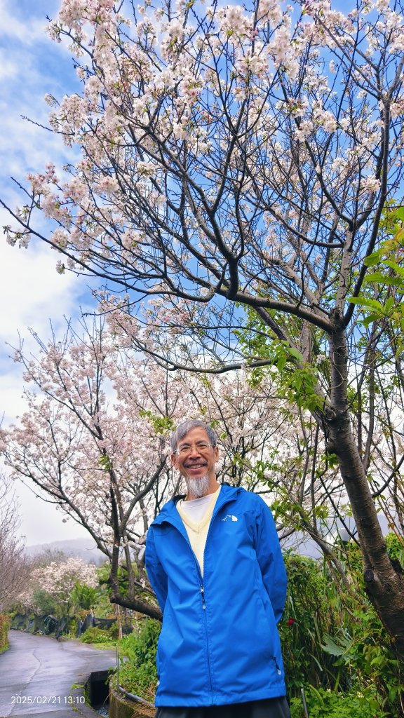 #十八份拐圳步道 #墨染櫻 2/21_2717220