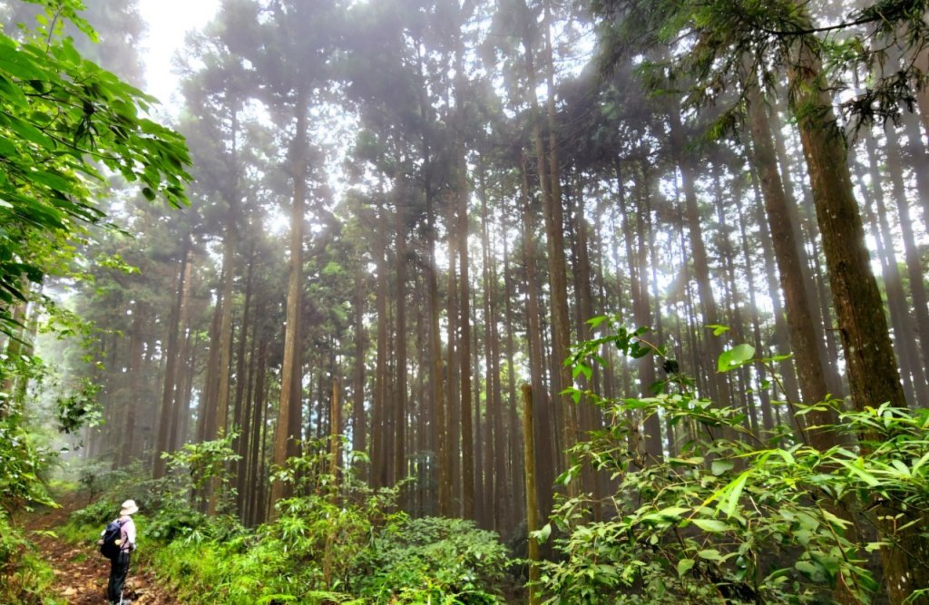 【中級山】有一種美，令人不想回家，新竹鵝公髻山_2744630