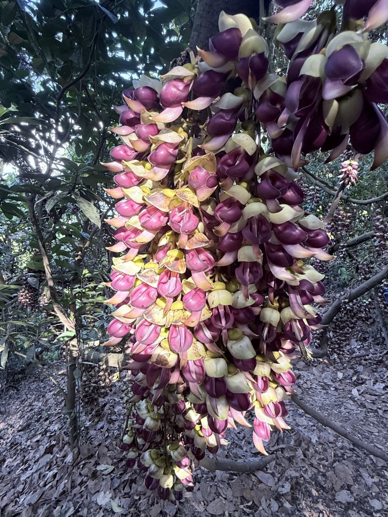 草尾嶺步道血藤花大爆開    2025.3.27封面圖