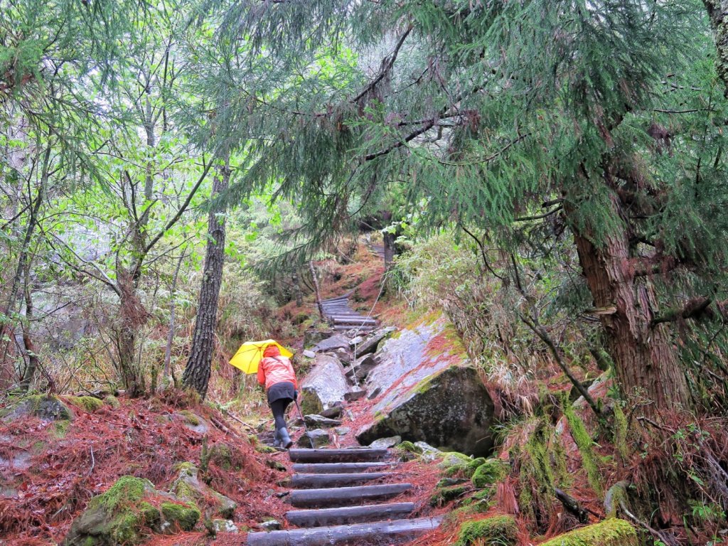 玉山主峰 四月雪 東埔山 杜鵑綻放_1663048