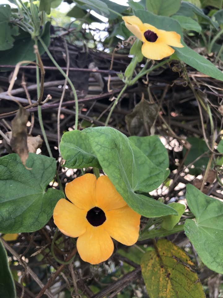 20220909小百岳彰化橫山_2115740