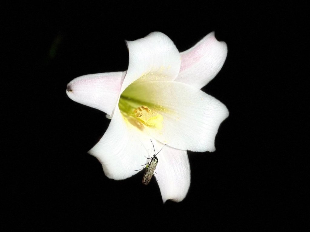 合歡北峰 盛夏之美_2544903