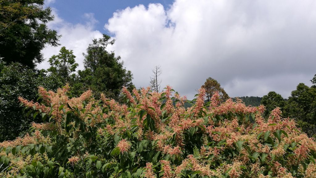 太平山國家森林遊樂區_374687