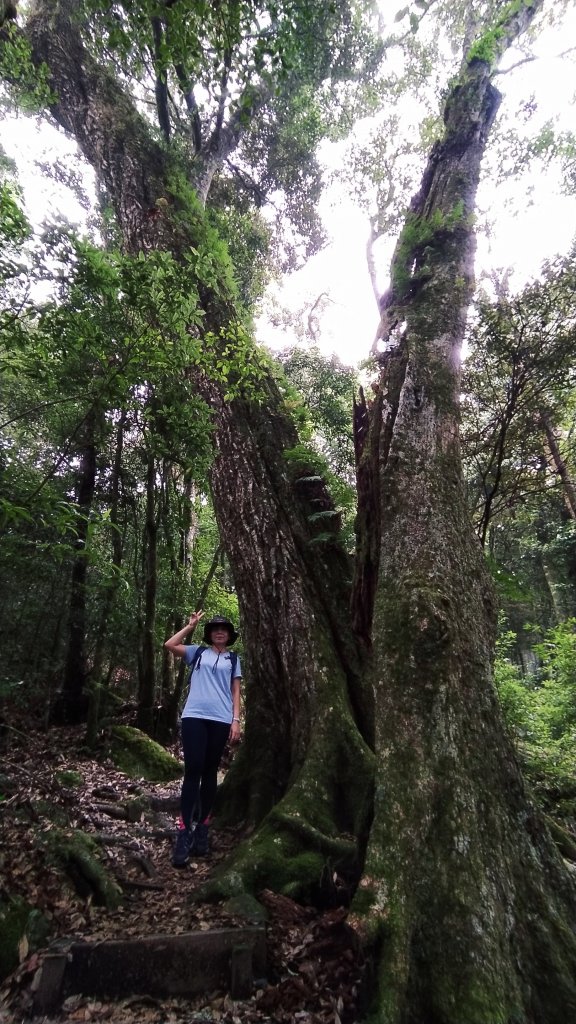 台中 鳶嘴稍來步道 稍來山南峰_1045301