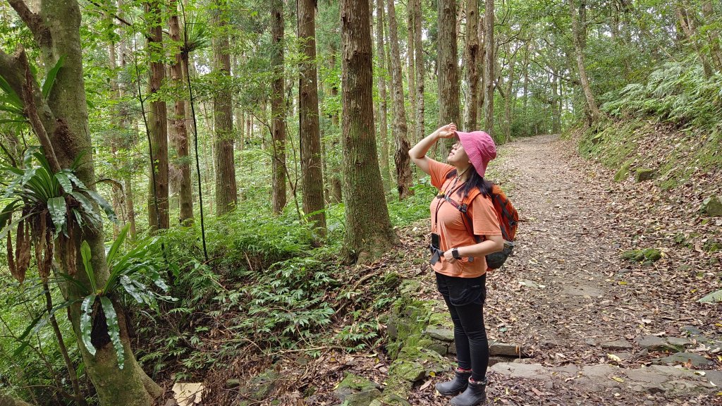 (姨婆趴趴走)第十六集:東滿步道，台灣百大必訪步道封面圖