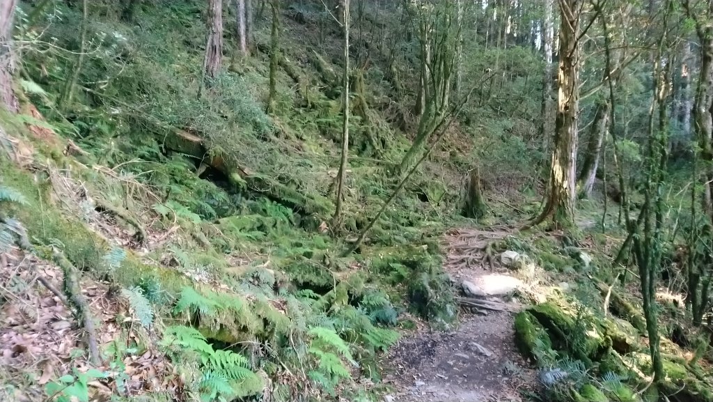 八仙山松鶴線_689853