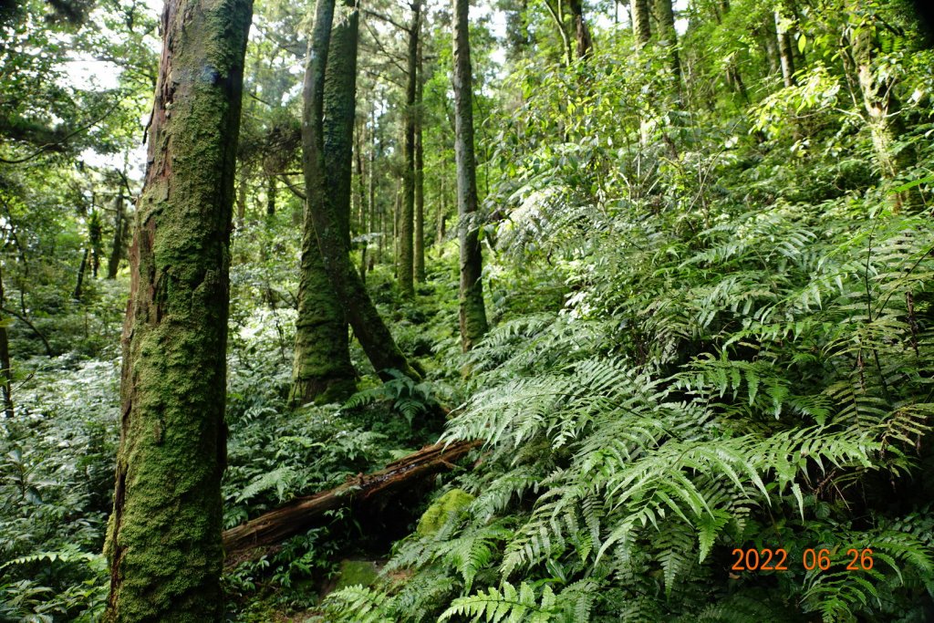 新北 坪林 源茂山(樟枯坑山)_1746014
