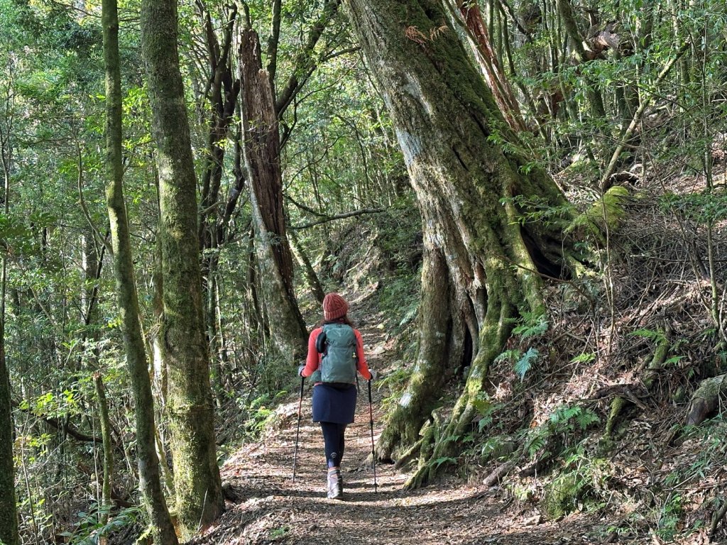 大雪山 稍來山 烏石坑林道_2686458