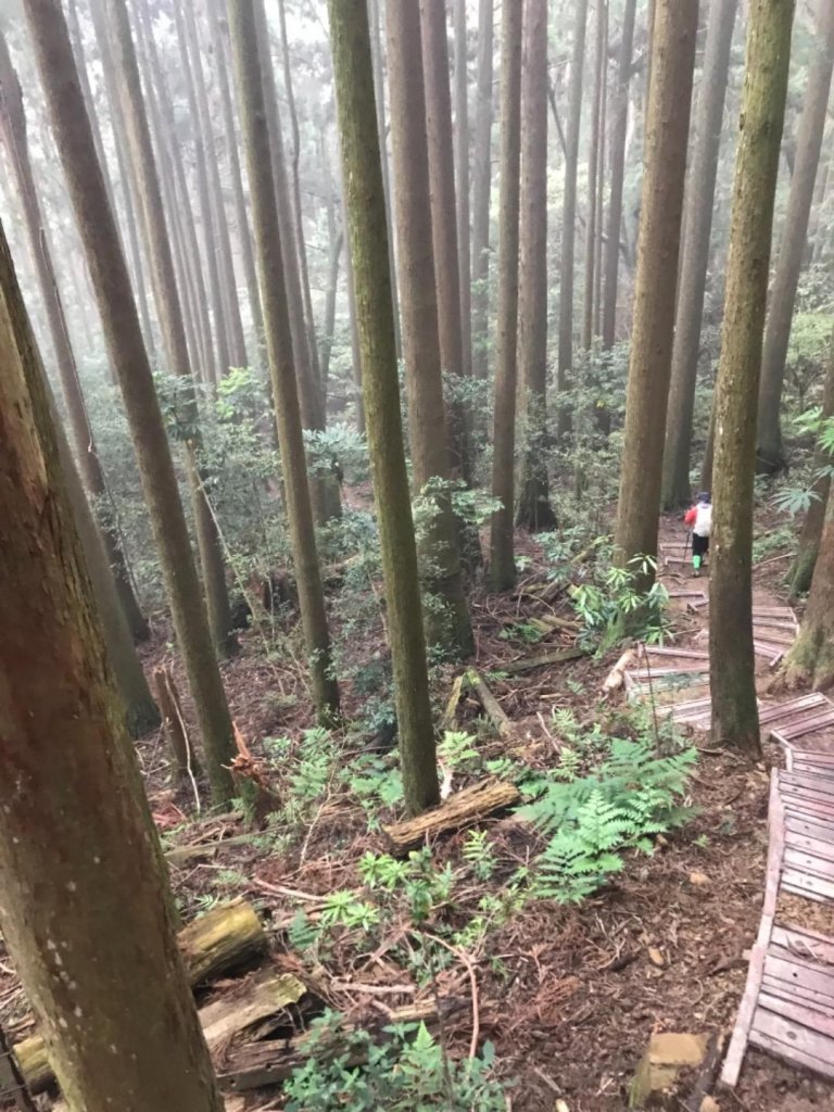 苗栗加里山登山步道_428729