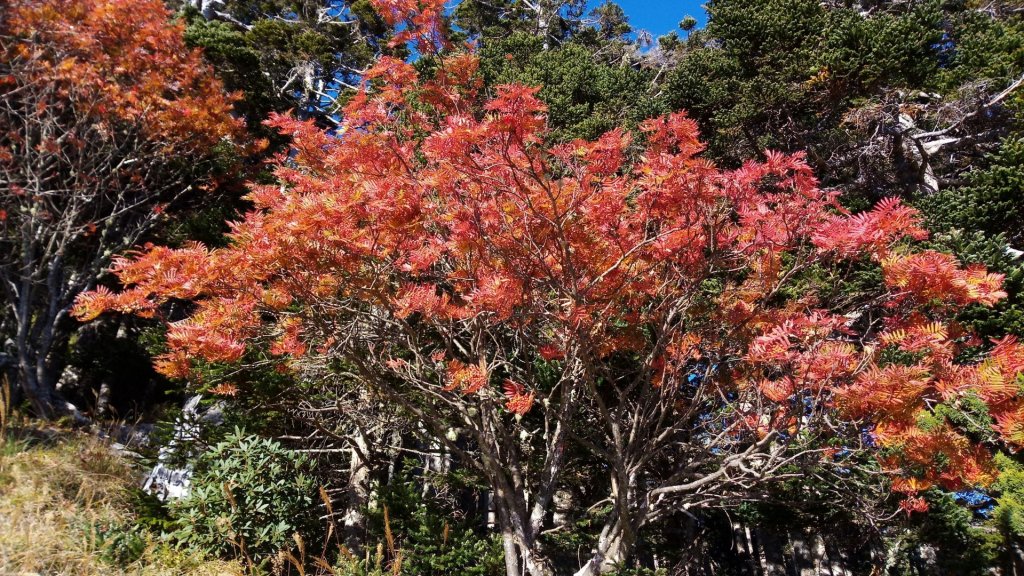 雪山巒大花楸2018-10-29_446443