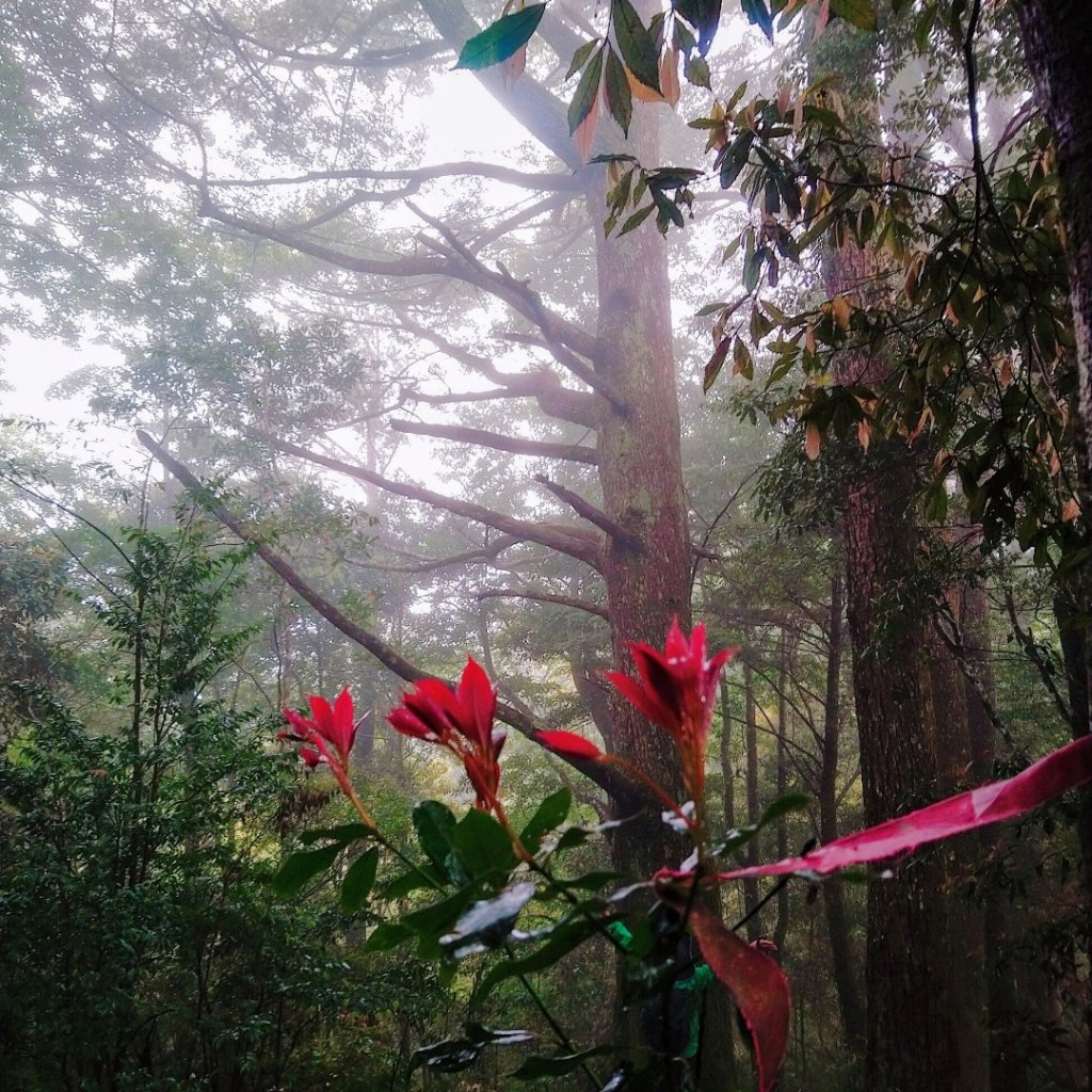 屯野生台山、石麻達山_917974