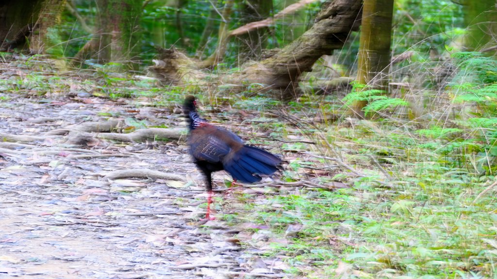 這裡怎麼有兔子還有藍腹鷴?_2663307