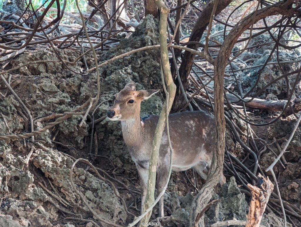 【高雄鼓山】高雄南柴山 - 壽山動物園健行_2026349