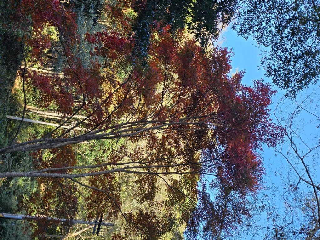 鳶嘴稍來山之楓紅／雲海_2974011