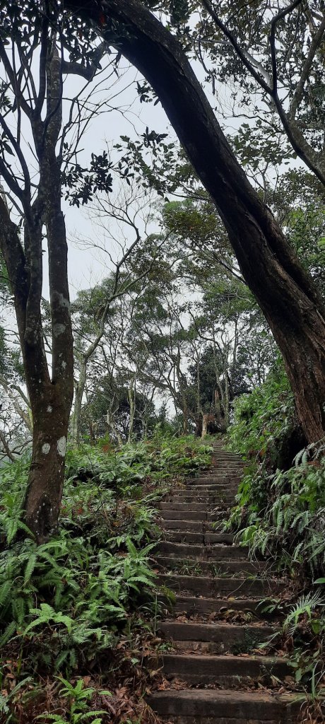 《苗栗》霧雨寒流｜三義三角山步道20251225_2969208