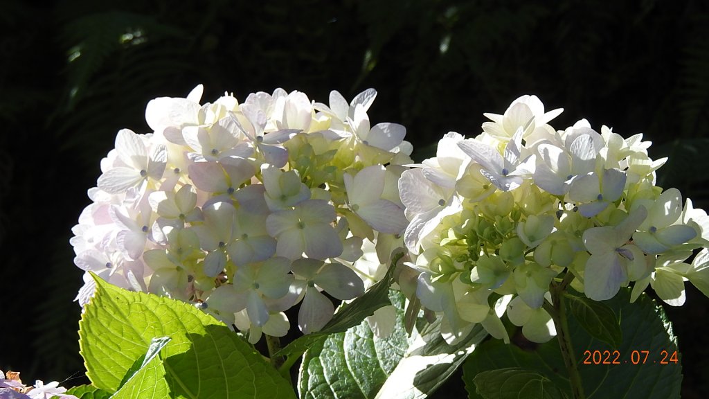 最高小百岳-大塔山2663M&阿里山二延平步道_1775052