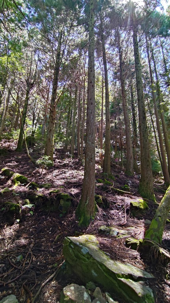 榛山景觀平台_2918112