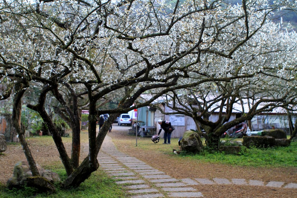 【南投~信義 】  烏松崙賞梅_1254415
