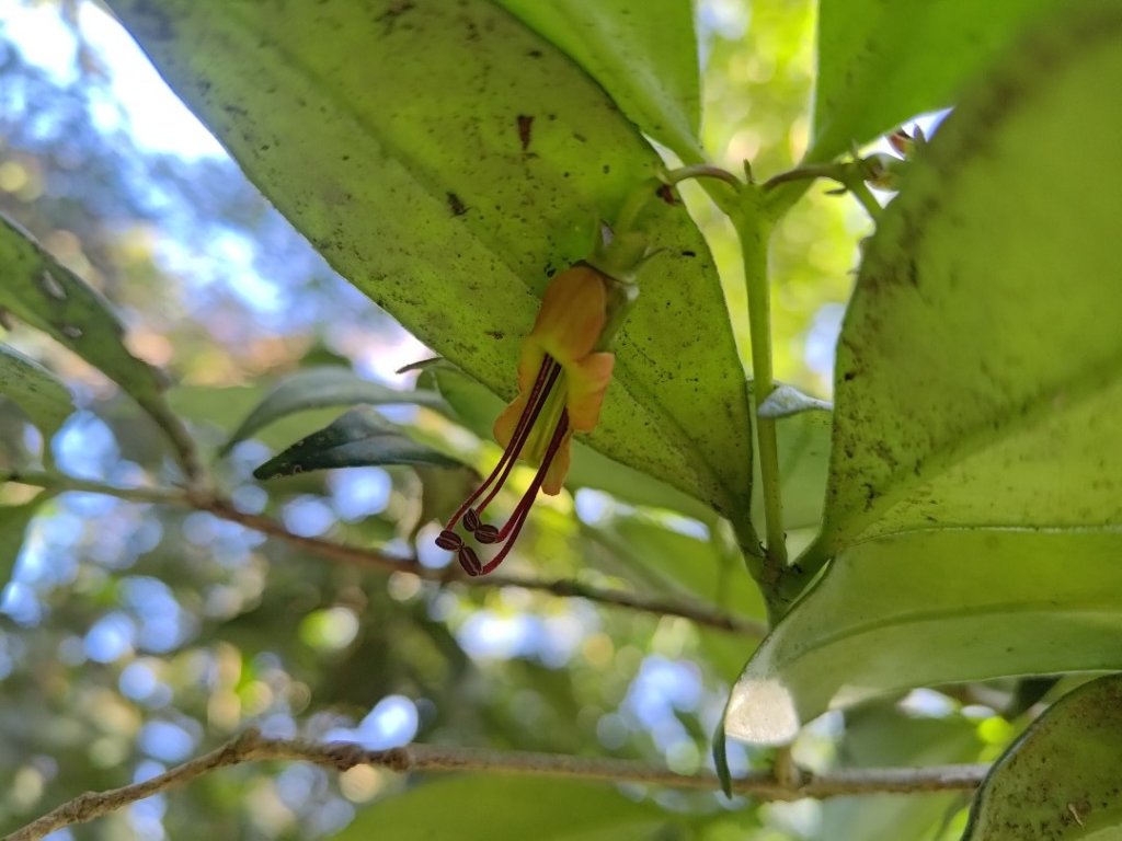 植物照片雞籠山九龍山大凍山_2395793