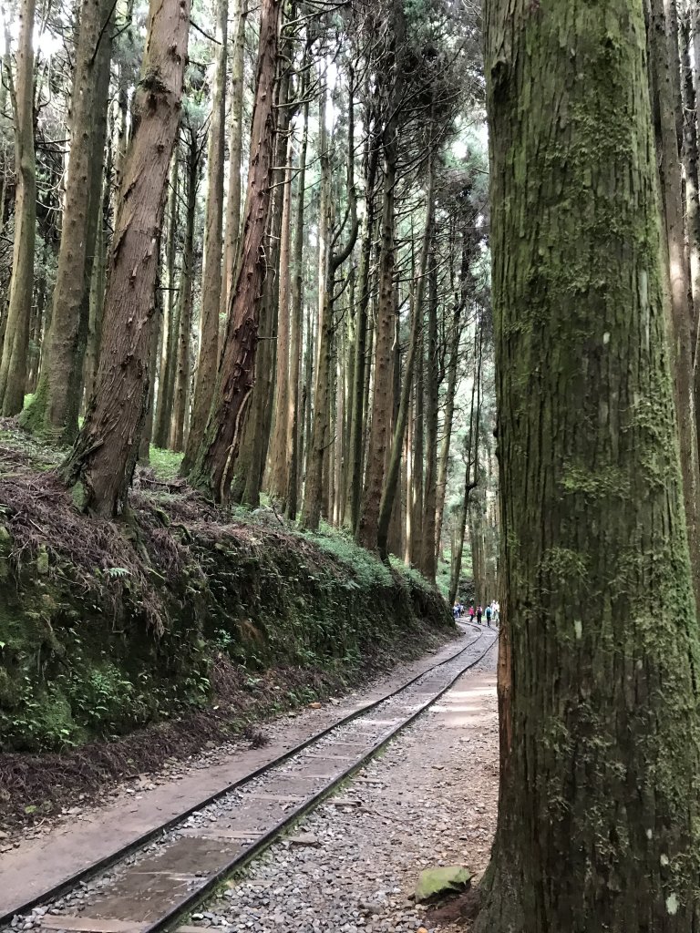 109年6月26日特富野古道_1027102
