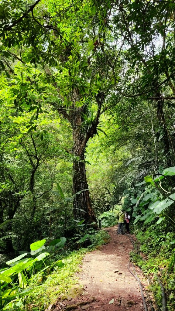 新竹馬胎古道，南坪古道，高峰植物園，青草湖，苗栗虎山，老崎坪頂山，老崎古道，梅后蔓瀑布_1815041