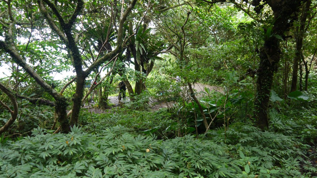 坪溪古道登山健行趣(淡蘭中路TK2-18)_1514204