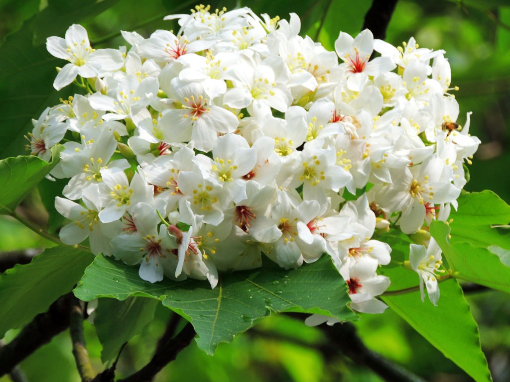 桐花挑水 20190427封面圖