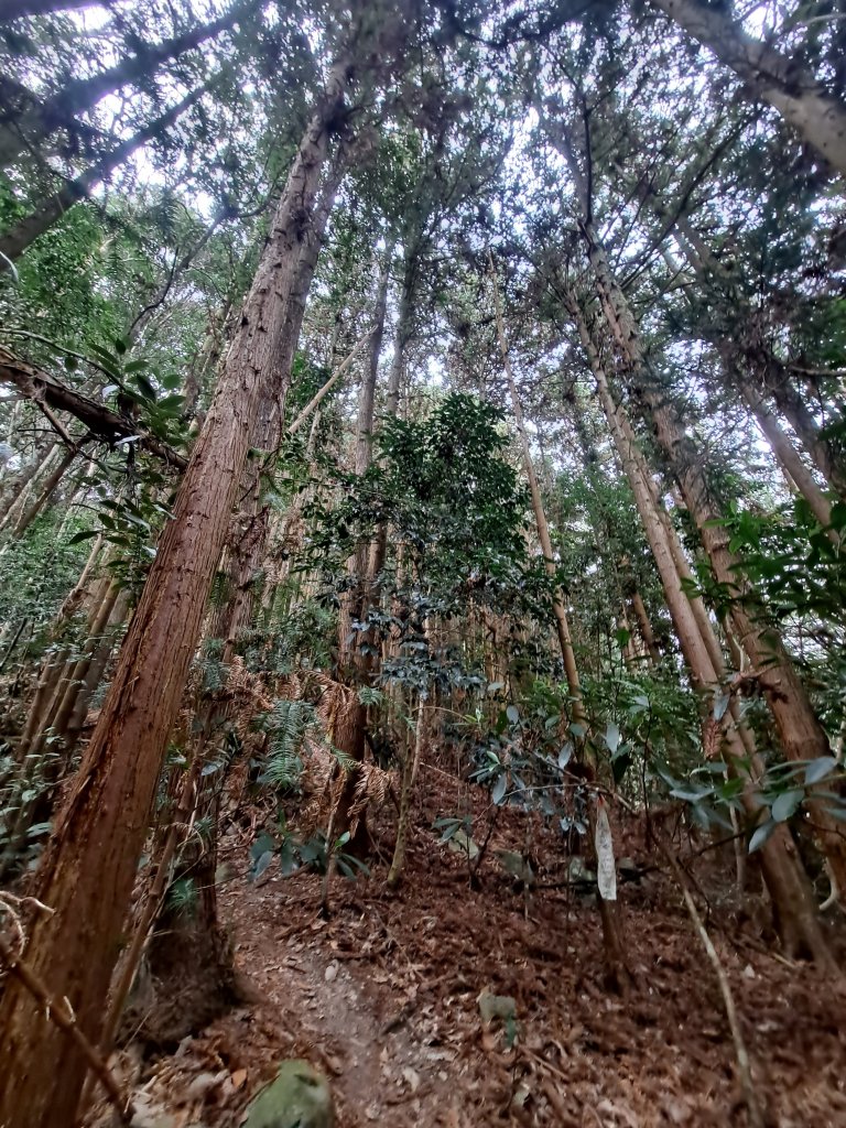 蝶夢八唐封面圖