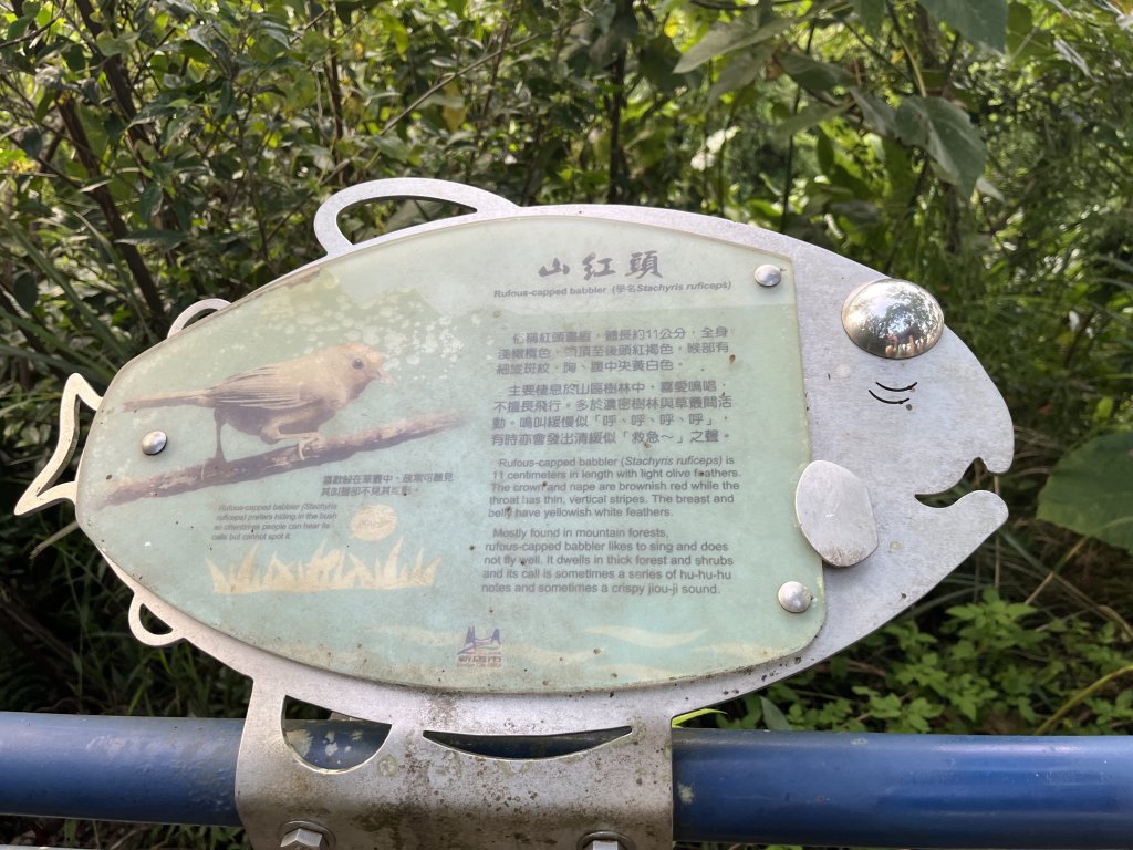 [百山百鳥尋旅-01/15] 2025_0807 和美山步道_2854599