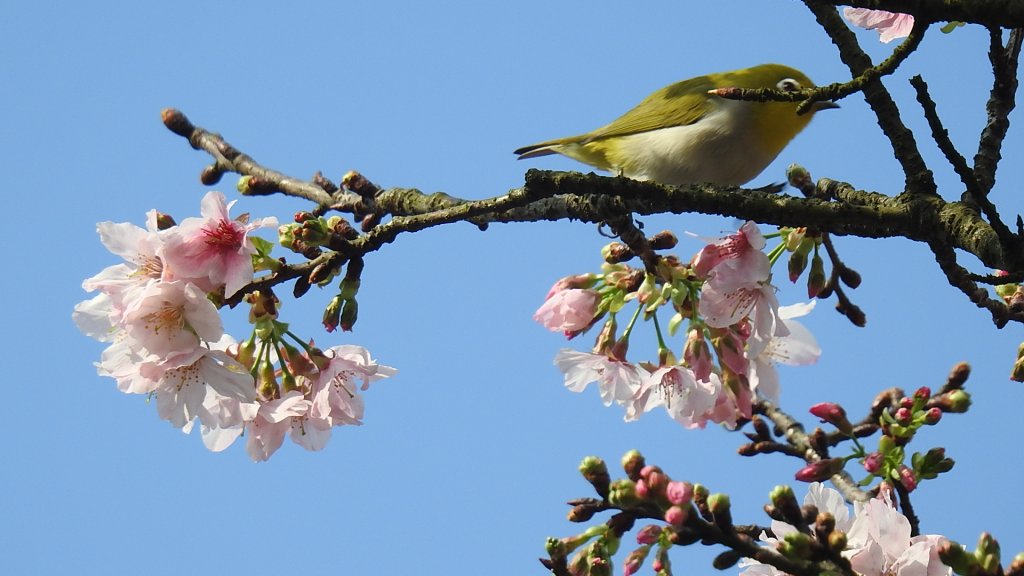 #綠繡眼 訪花 #吉野櫻 #天元宮 #楓樹湖 0316封面圖