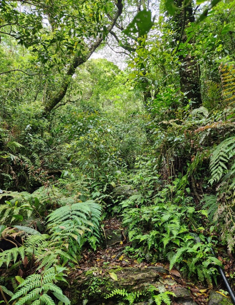 【中級山縱走】魯壁山，東穗山，大島田山，宇老觀景台_2771693