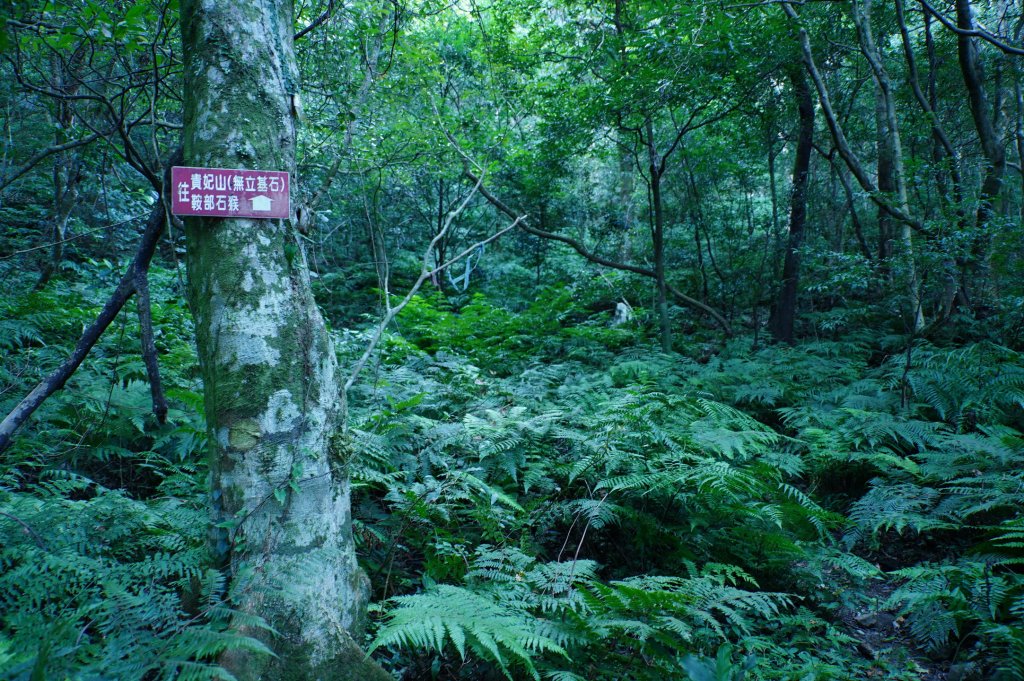 新竹 尖石 貴妃山、那結山_2913592
