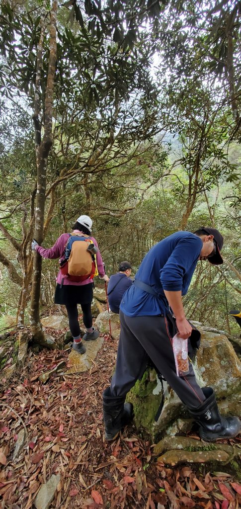 南松鶴上八仙山下松鶴_2446925