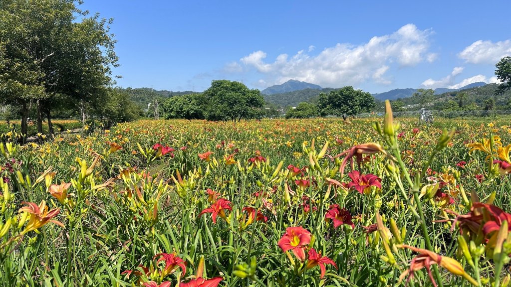 頭社金針花花海_2511585
