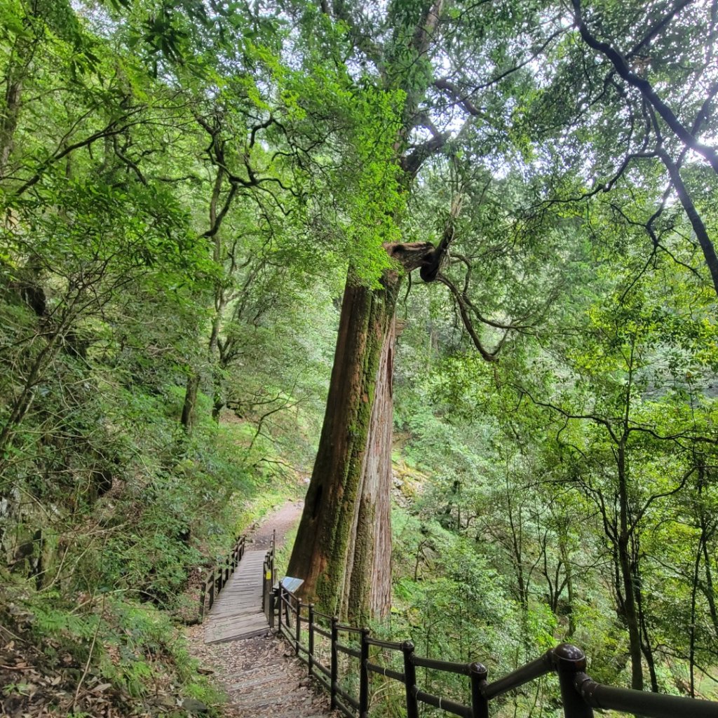 大雪山森林遊樂區森林浴步道_2543599