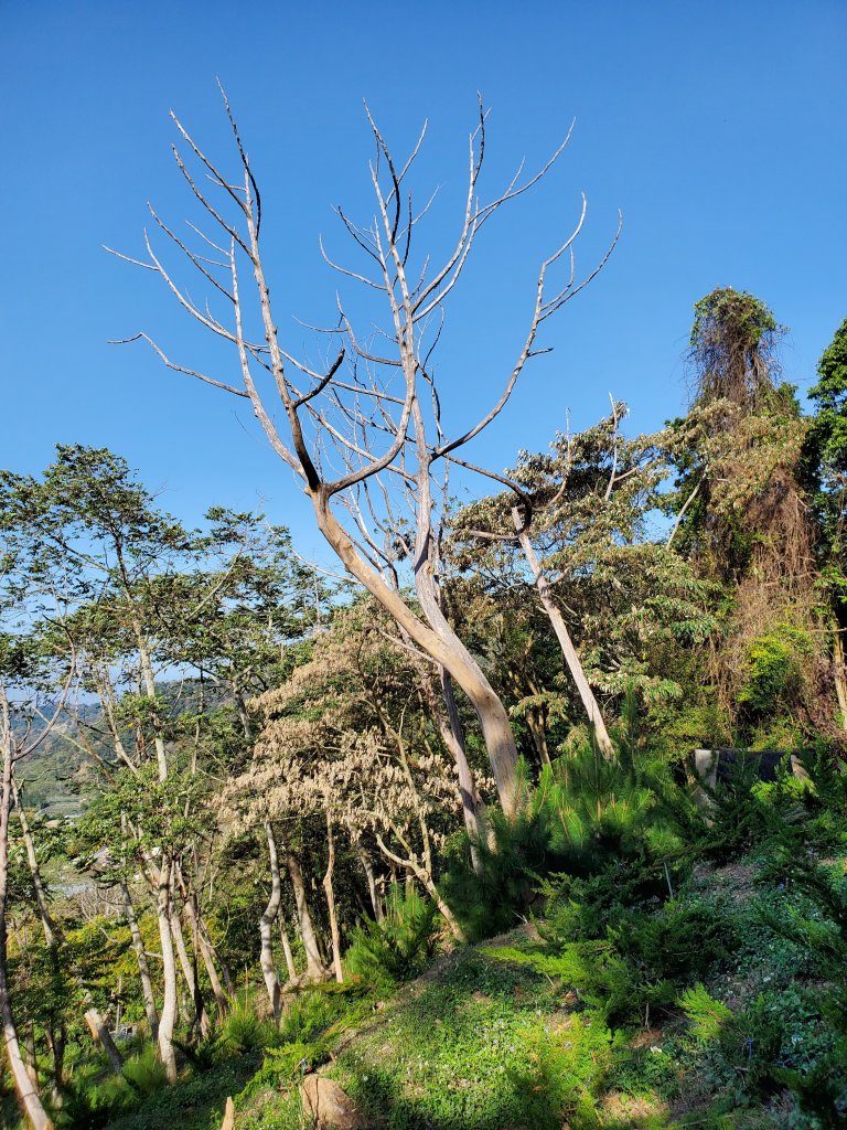 大克山砲台古道_1246488