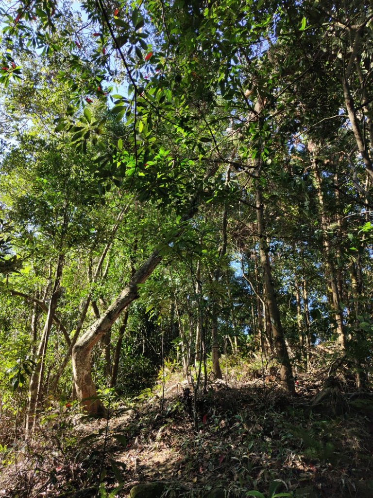 2024.11.29 騎龍山+騎龍古道_2990405