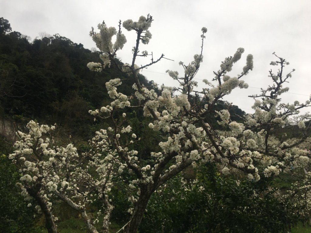 鳥嘴山（上島_2708533