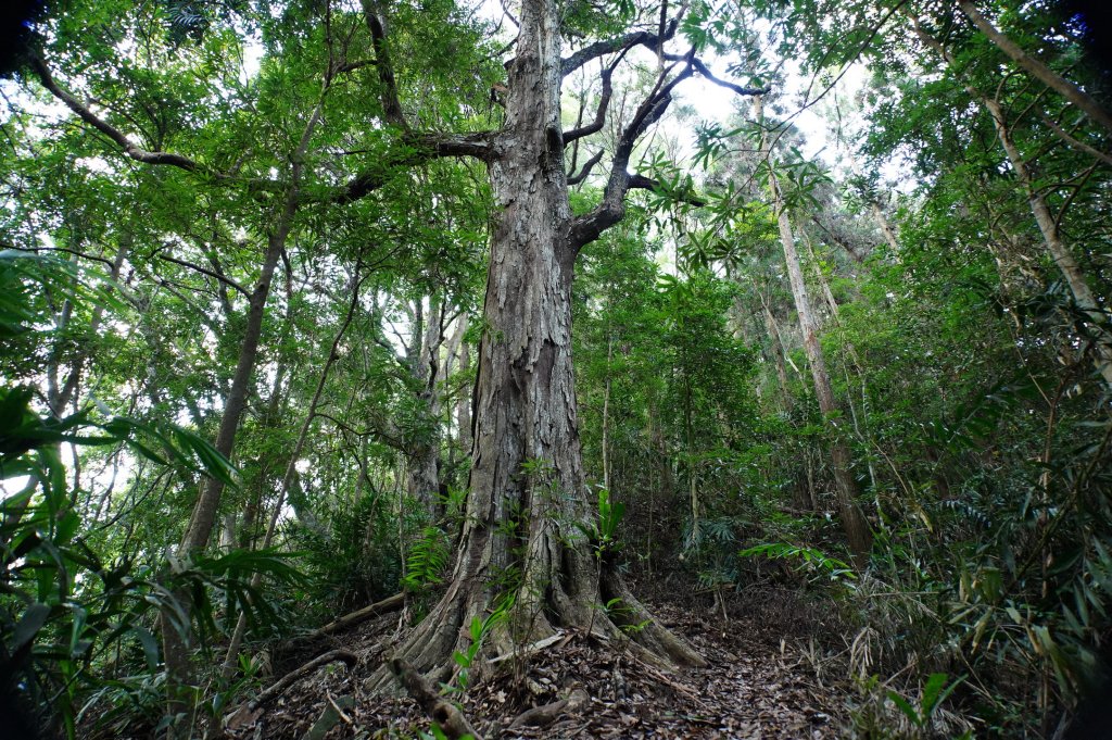 台中 和平 南松鶴山、八仙山、東松鶴山_2877930