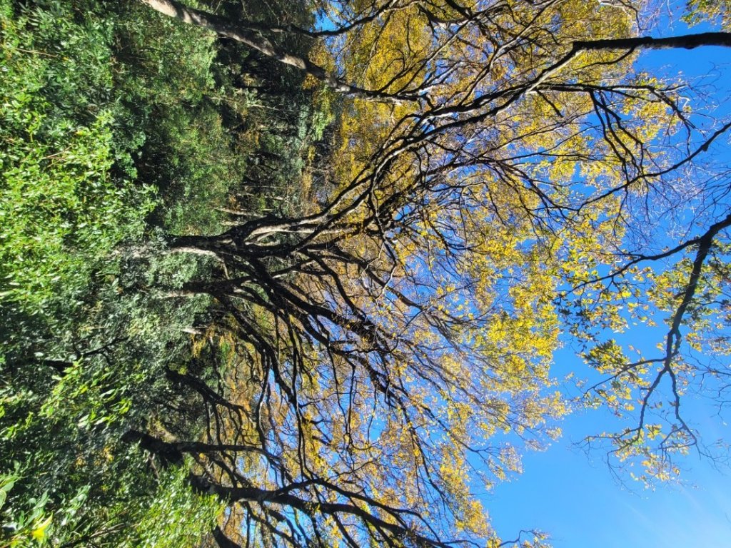 20231118 南插天山 魯培山 山毛櫸秘境_2355455