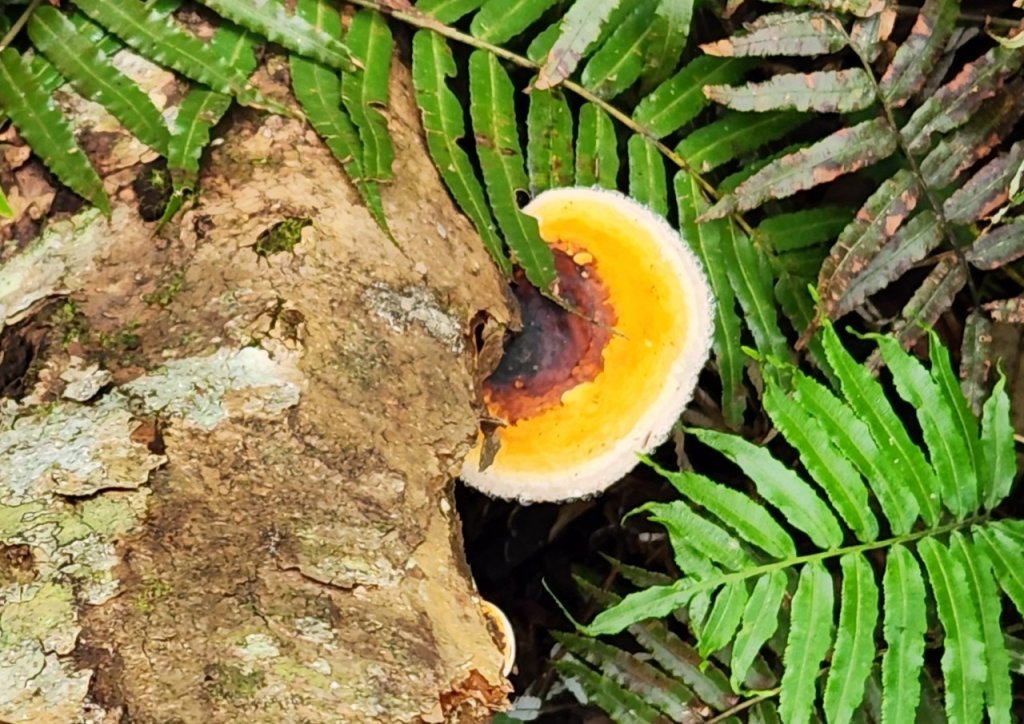 【中級山】是誰，在森林裡施放了魔法與巫術，幽靈草，如此魅惑，魔幻森林塔曼山_2743696