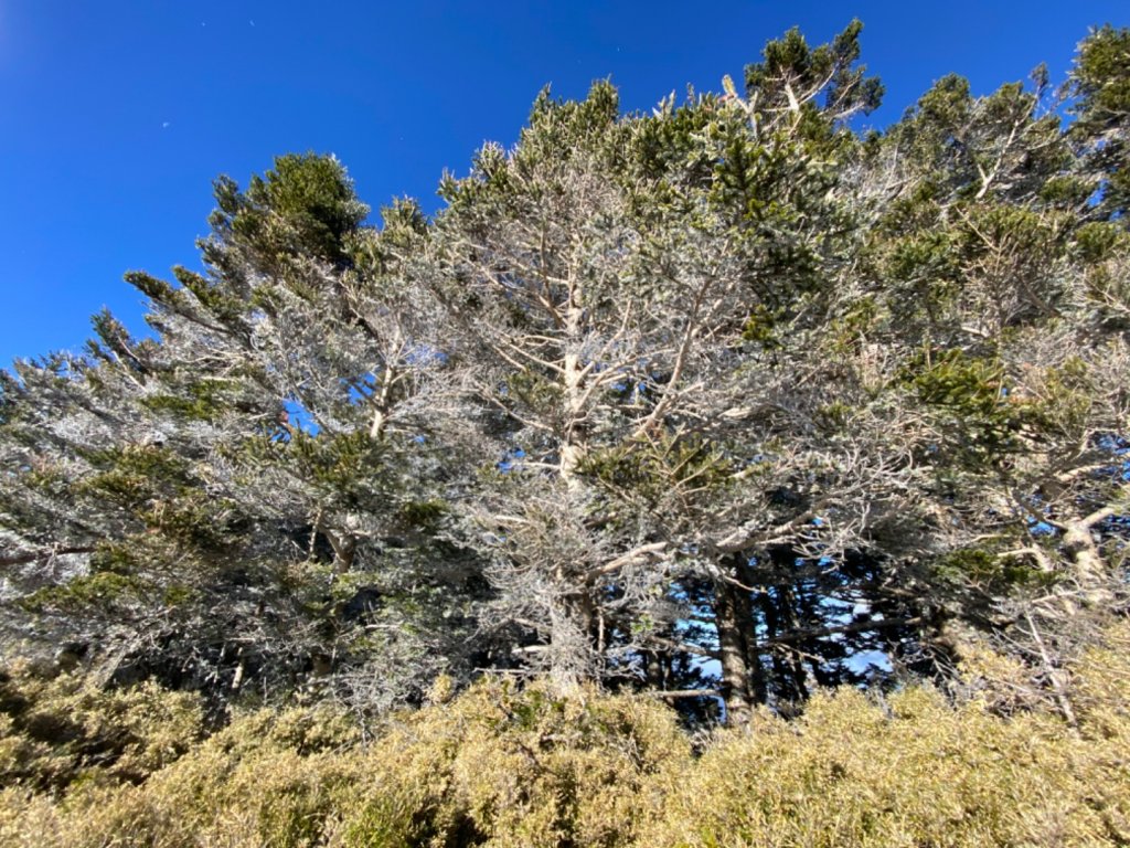 玉山後四峰二日遊_810023