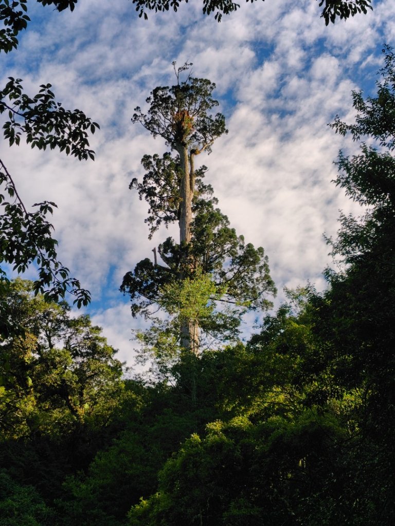 沙里仙林道、沙里仙溪、同富山/埔沙山、東埔山、阿毛巨木封面圖