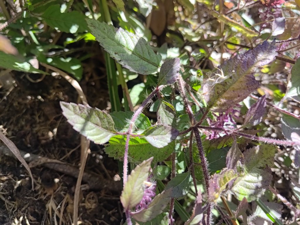 幾阿佐名山_2664518