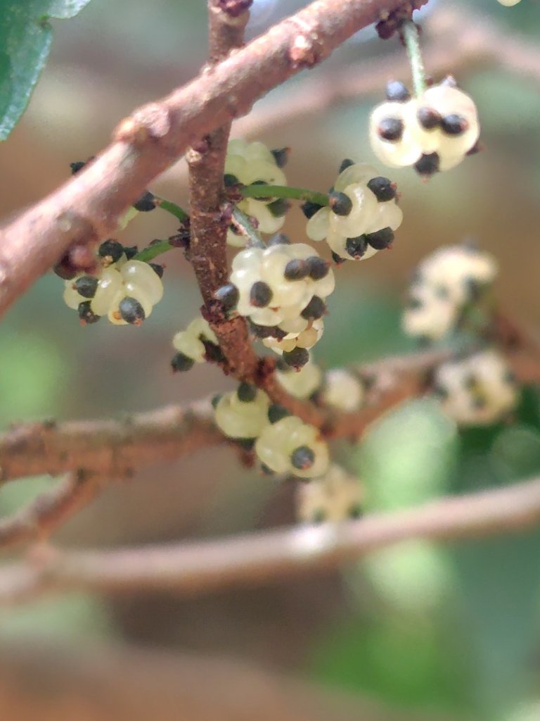 東埔走八通關古道訪龍貓公車繞對關山O型_2962852