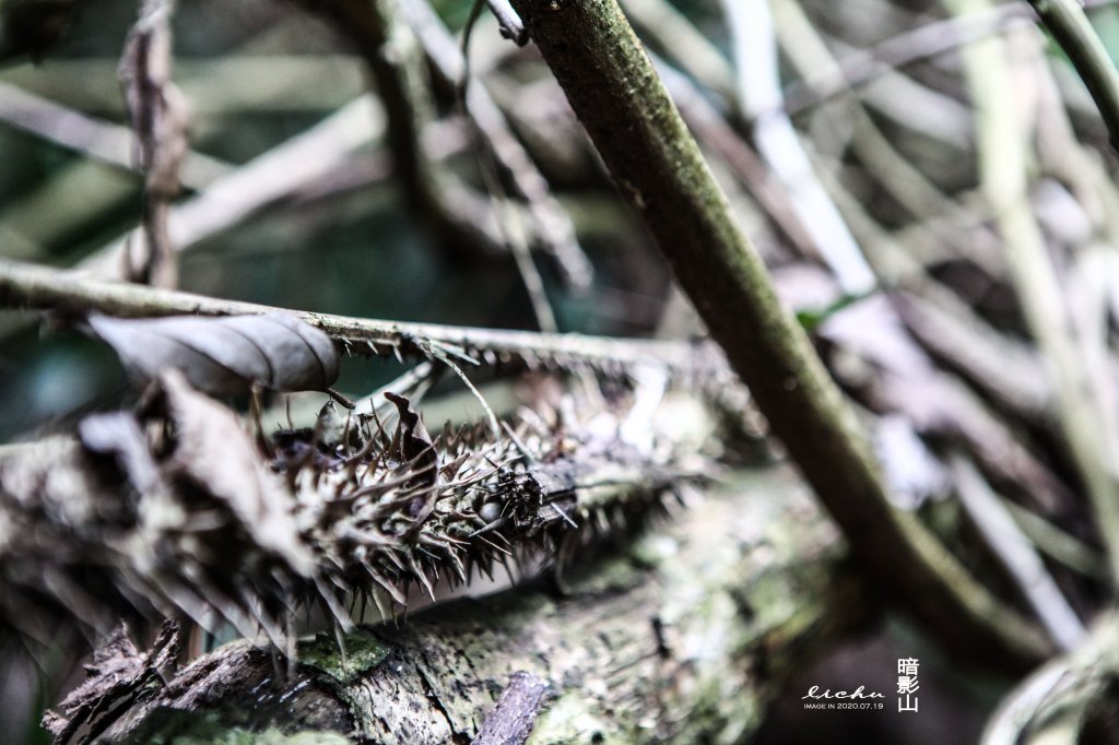 暗影山步道(酒桶山)_1072030
