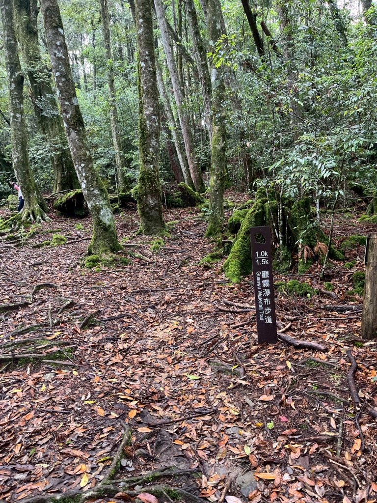 新竹 五峰 觀霧國家森林遊樂區 觀霧瀑布步道+賞鳥步道_2811427