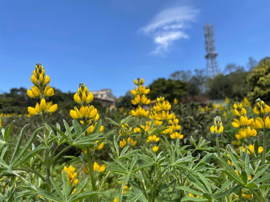 【桃園】魯冰花春色滿茶山_1621927
